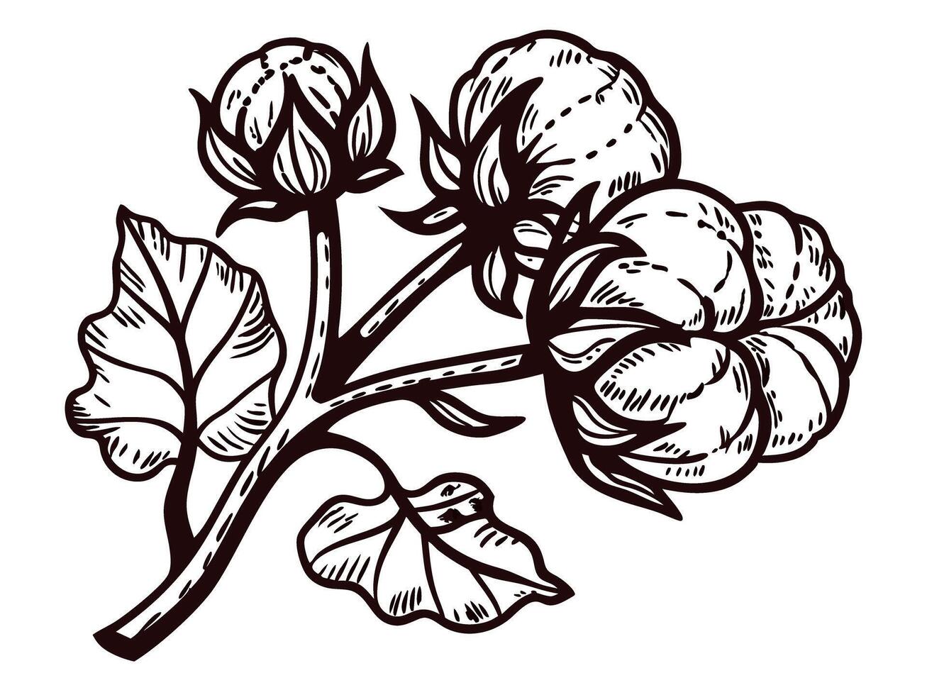 Detailed cotton plant drawing with bolls and leaves on white background vector