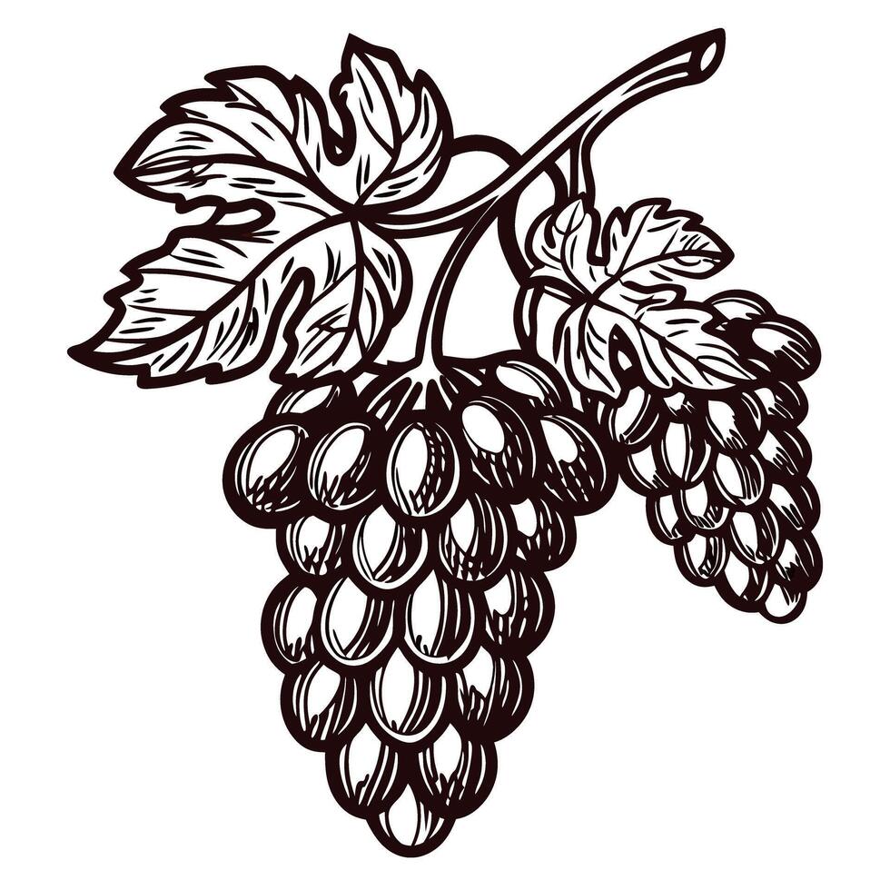 Grapes with leaves in vintage black and white vector