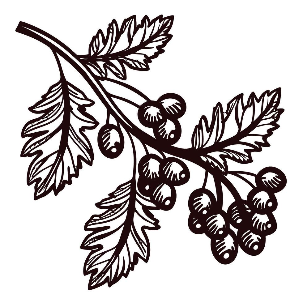 Botanical of berry branch with detailed leaves and clusters vector