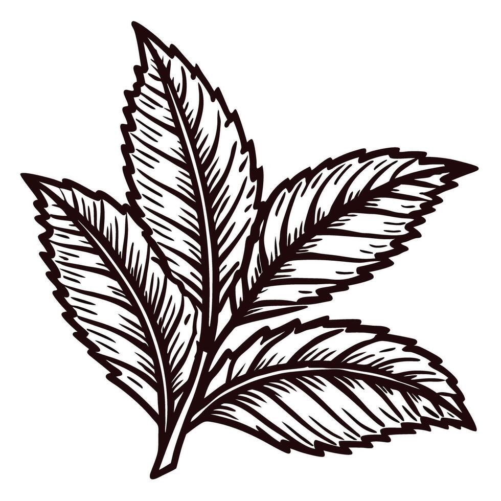 Detailed ink drawing of leaves with intricate veins and delicate outline in black and white vector