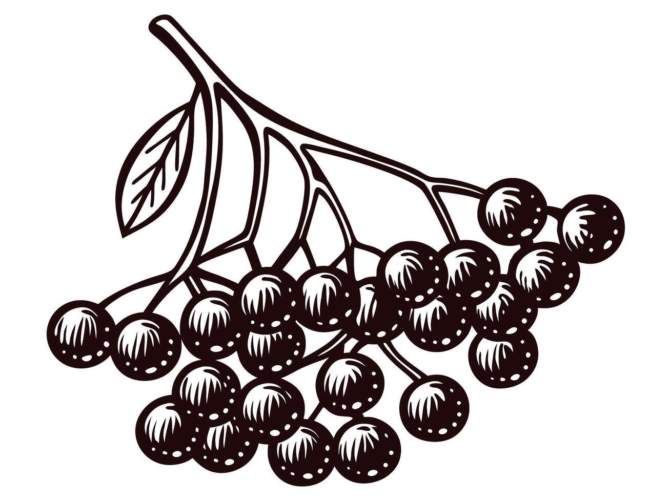 of elderberry branch with leaves and berries in black and white vector