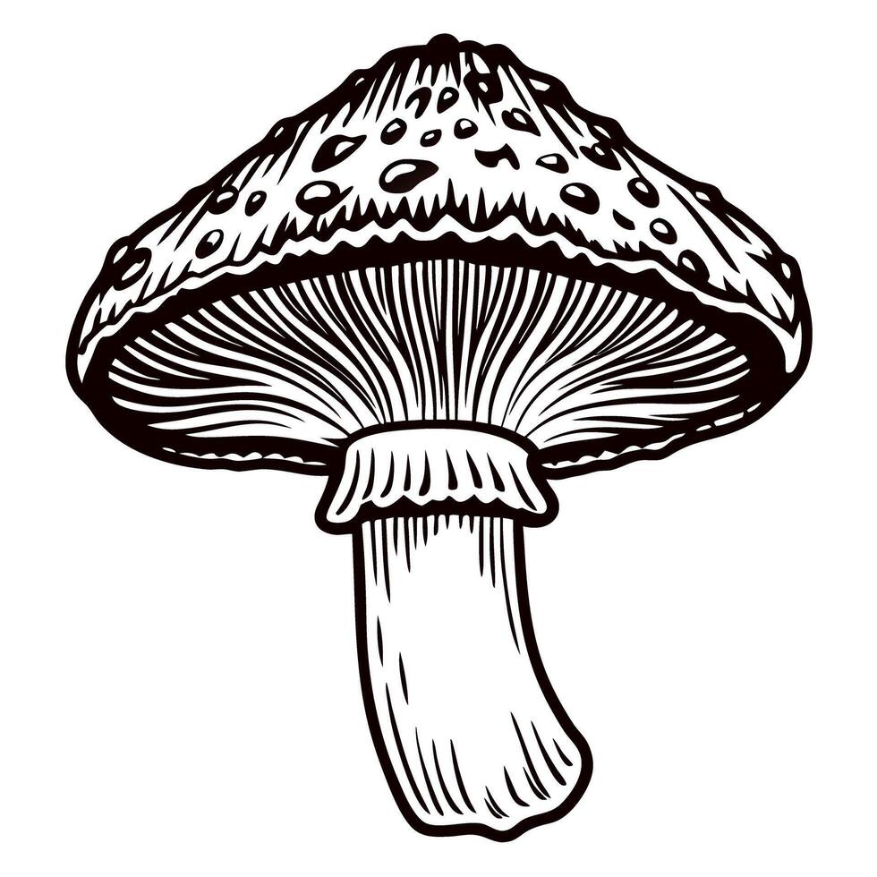 Detailed black and white line drawing of a mushroom with textured cap and stem vector