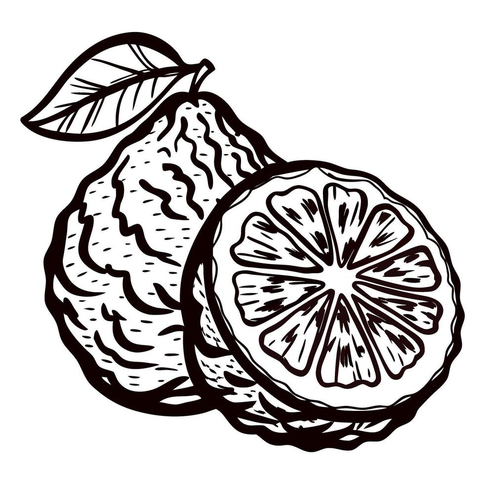 Hand drawn bergamot citrus fruit and leaf design in black and white vector