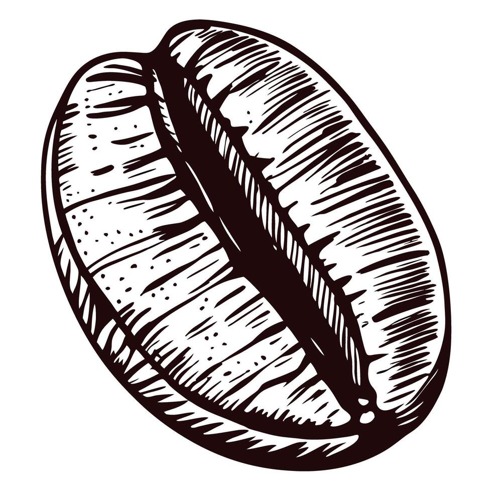 Detailed coffee bean drawing with intricate line work in black and white vector