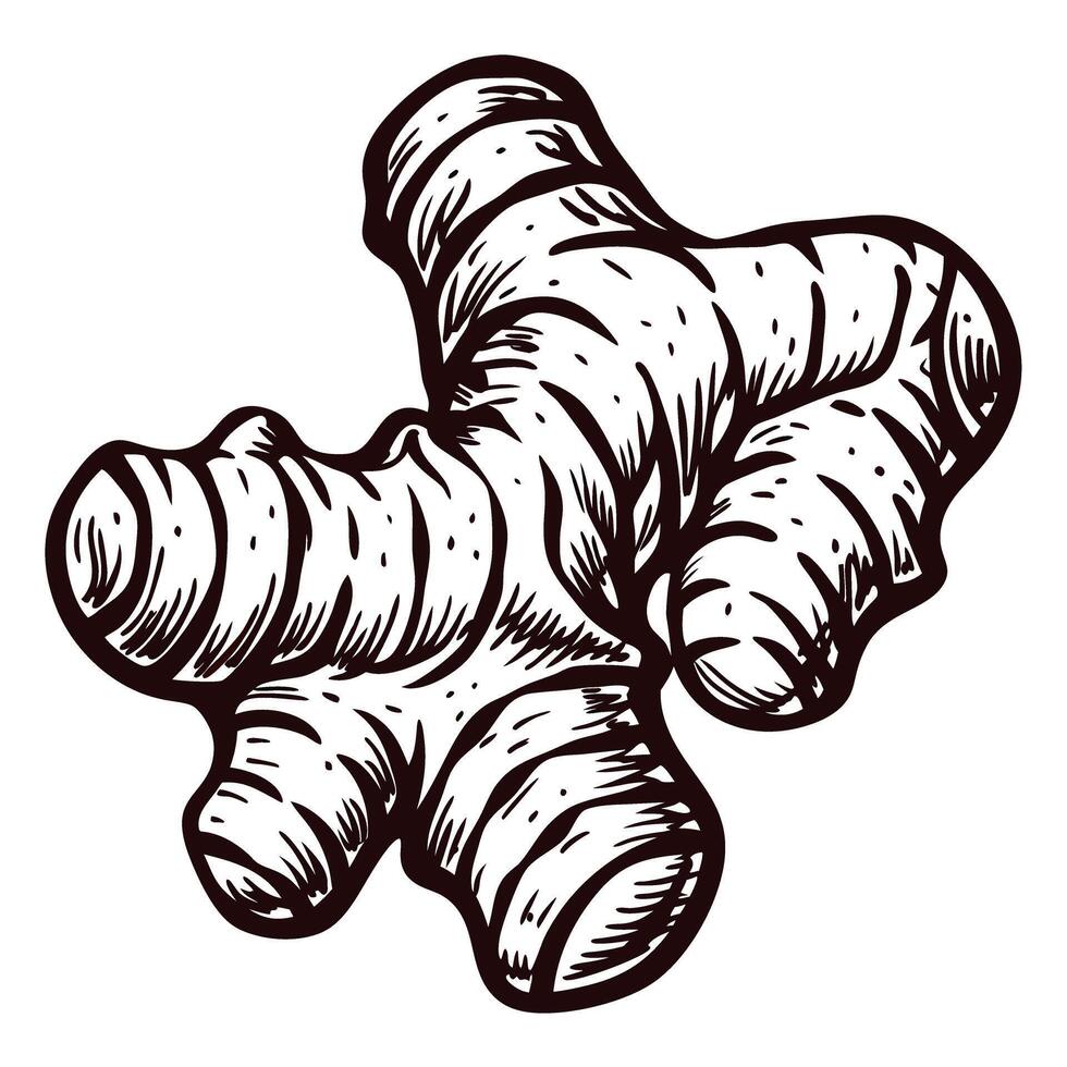 Black and white of ginger root showing detailed texture and shape vector