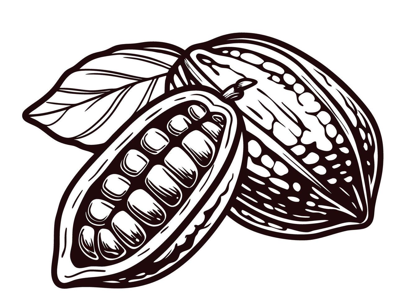Detailed of cacao pods with leaves vector