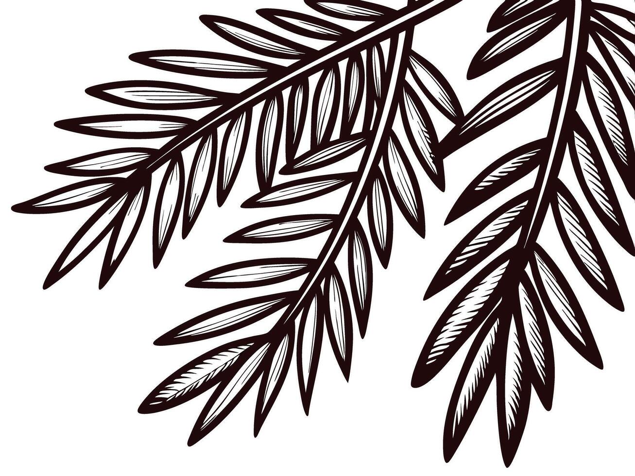 Detailed of palm leaves in a black and white botanical design vector