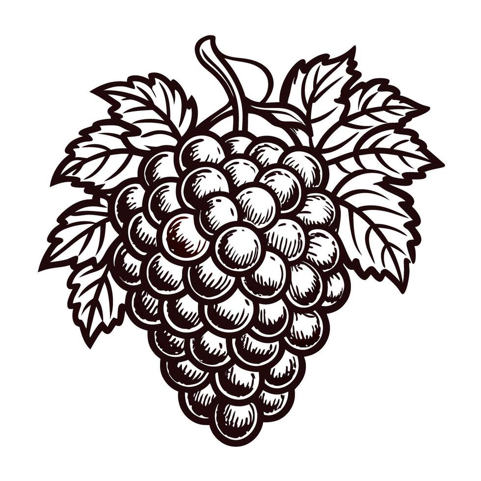 Intricate vintage grapes with leaves in monochrome art design vector