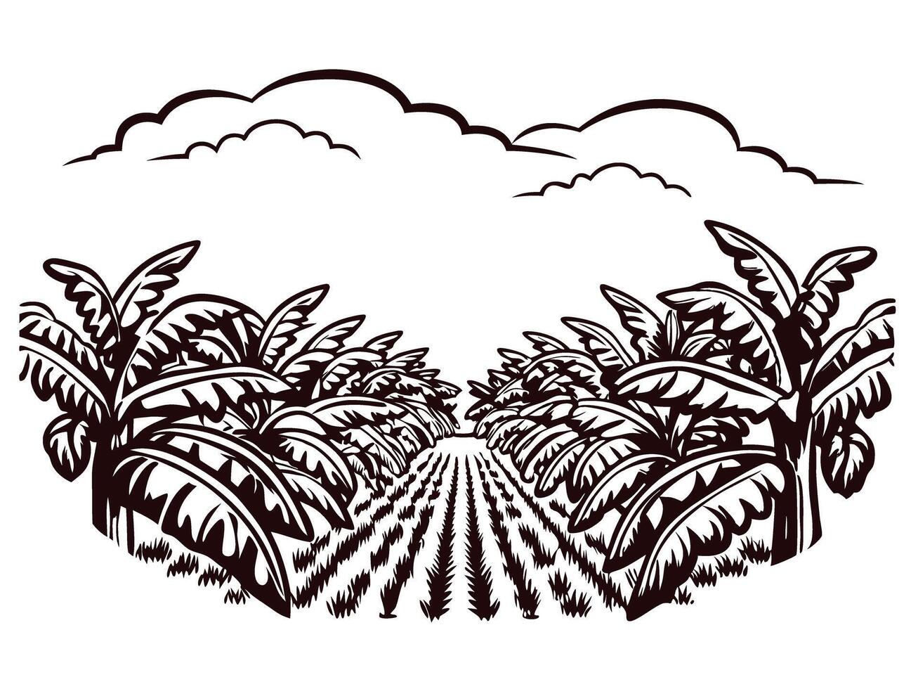 Tropical banana plantation with lush foliage and clear sky vector