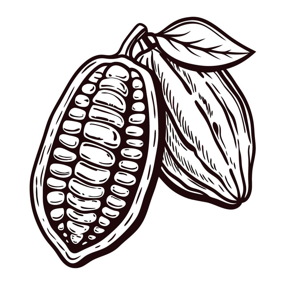 Detailed of cocoa pod with halved view showing seeds vector