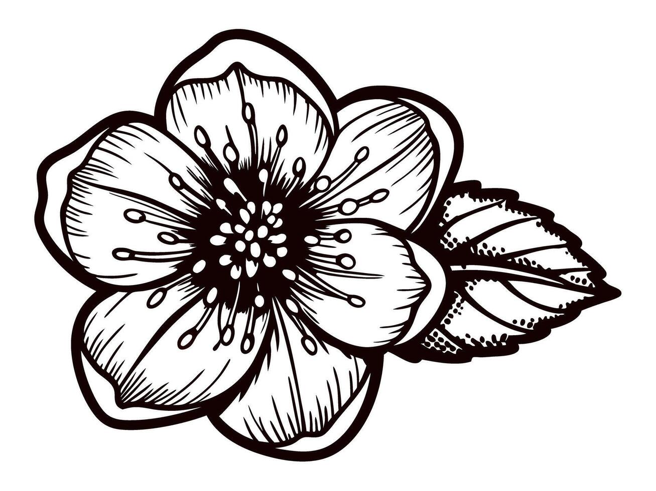 Detailed black and white flower with leaf sketch on white background vector