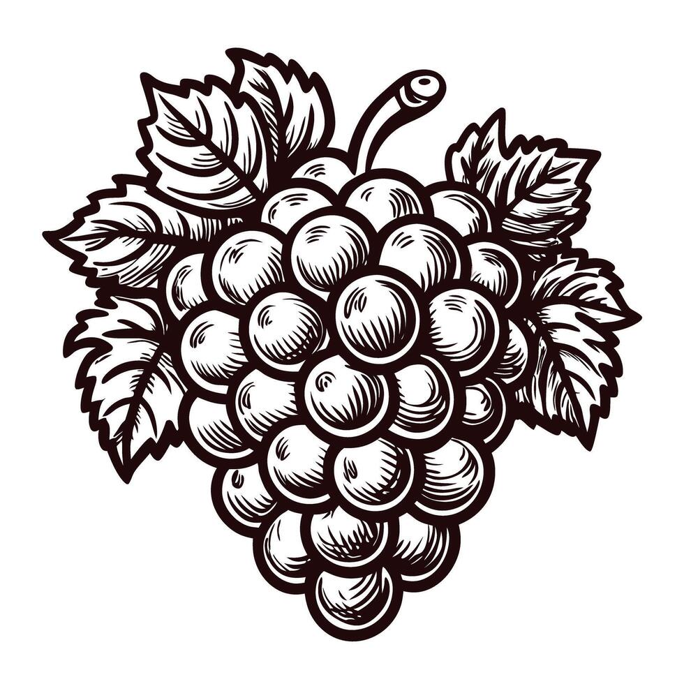 Intricate black and white grapes with detailed leaves vector