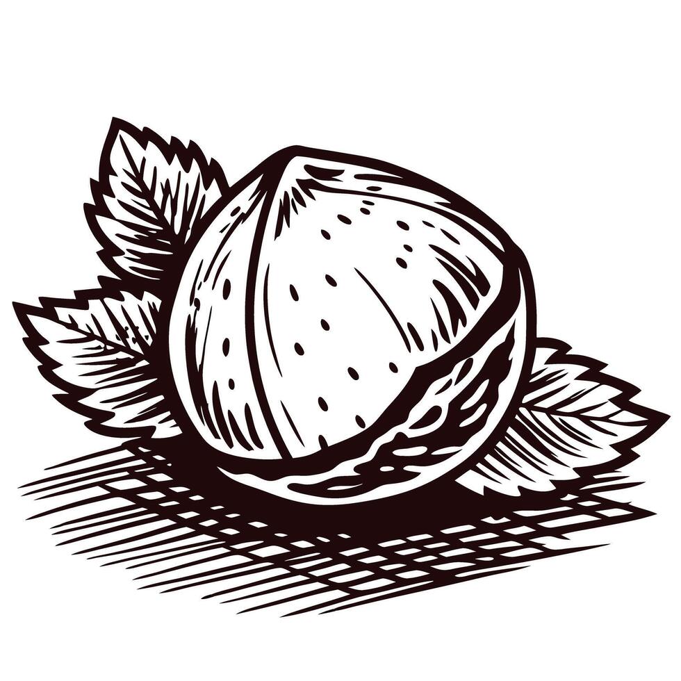 Detailed sketch of a walnut with leaves featuring intricate lines and shading vector