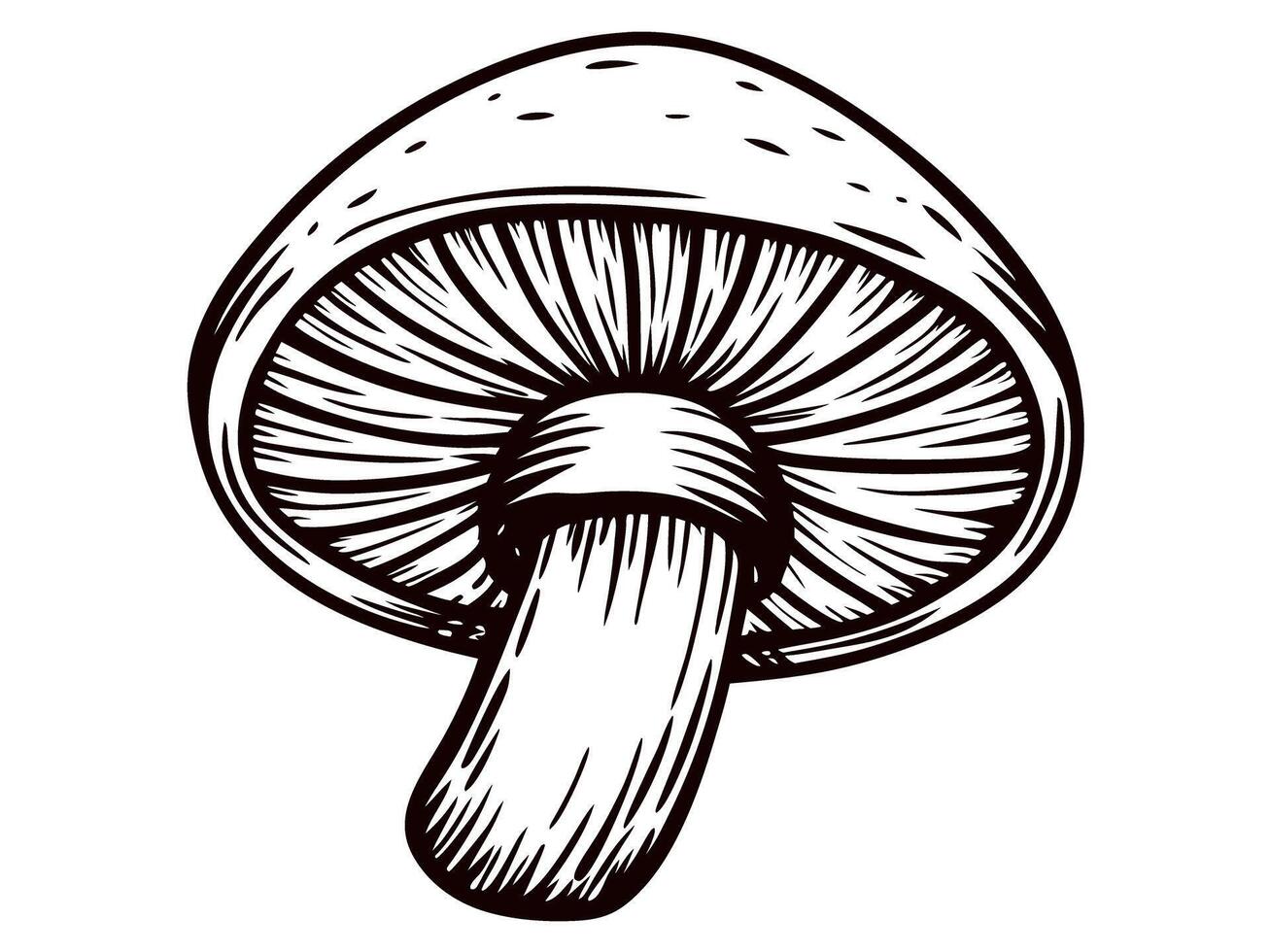 Detailed black and white of a mushroom with visible gills and stem vector