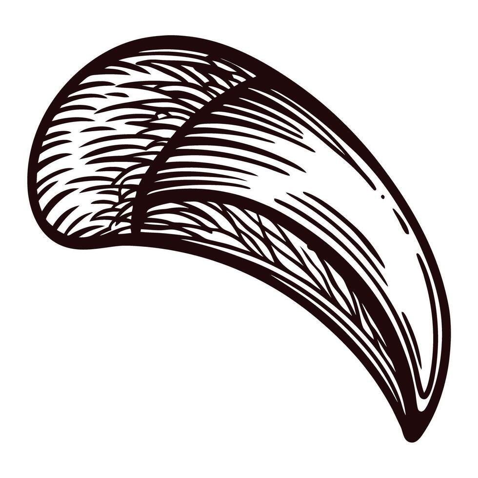 Detailed of a sharp animal claw, featuring intricate textures and lines vector