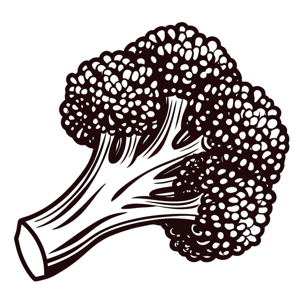 Detailed black and white of fresh broccoli vegetable vector