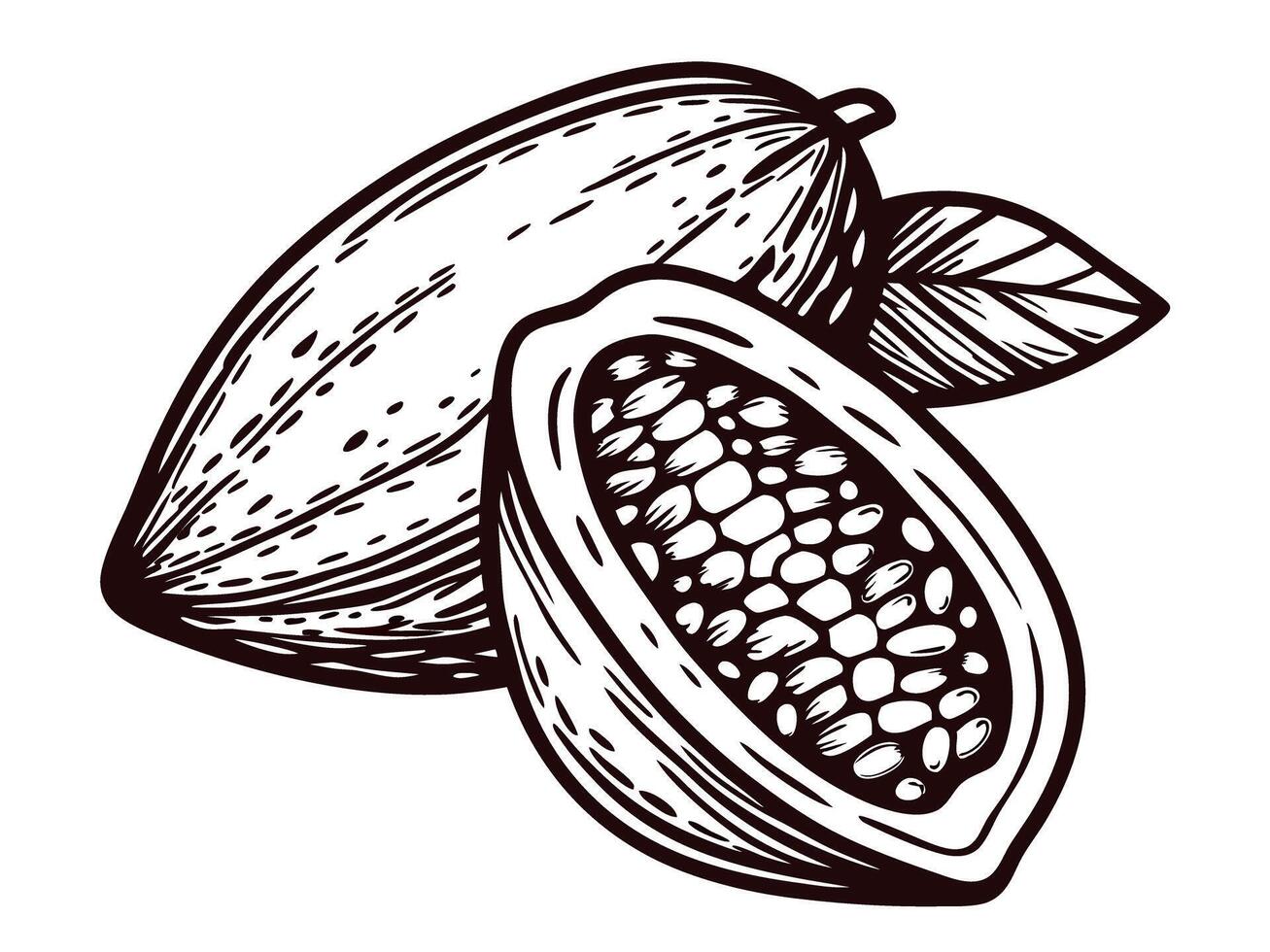 Monochrome of cocoa pod and beans with leaves vector