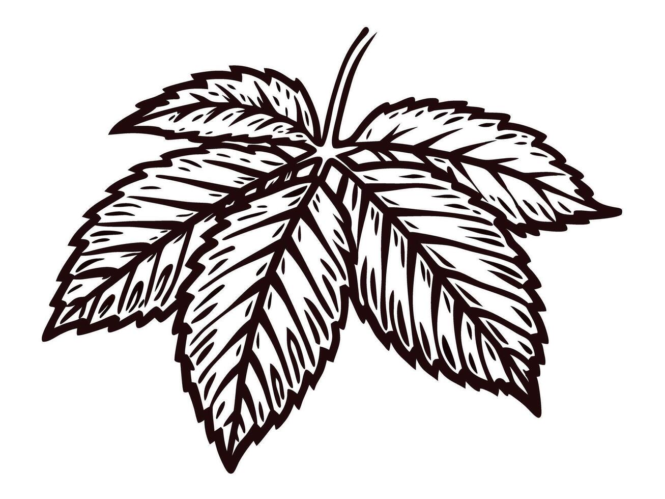Detailed monochrome of a maple leaf with intricate veins and bold edges in a botanical vector
