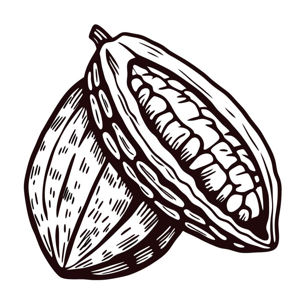 Detailed cocoa pod with opened view showing cocoa beans inside vector