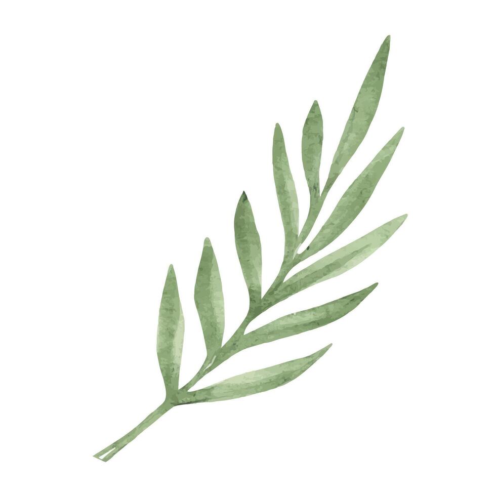 Eucalyptus Branch with Leaves isolated on a white background. Watercolor hand drawn botanical illustration. Can be used for greeting cards, posters, logos and floristic design vector