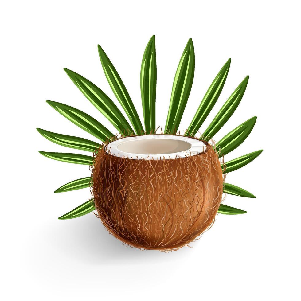 Hand drawn coconut with coconut leaf vector