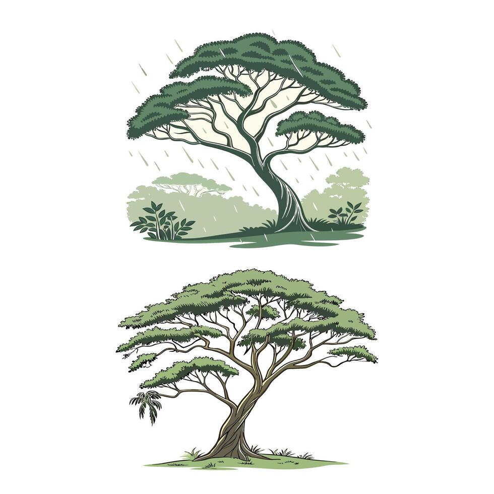 Green canopy of the rain tree illustration vector