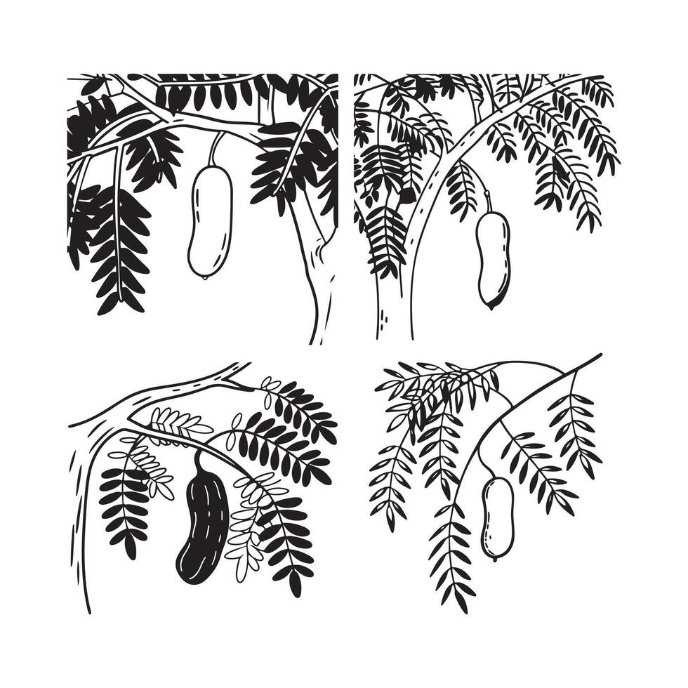 tamarind and leaf on the tree vector