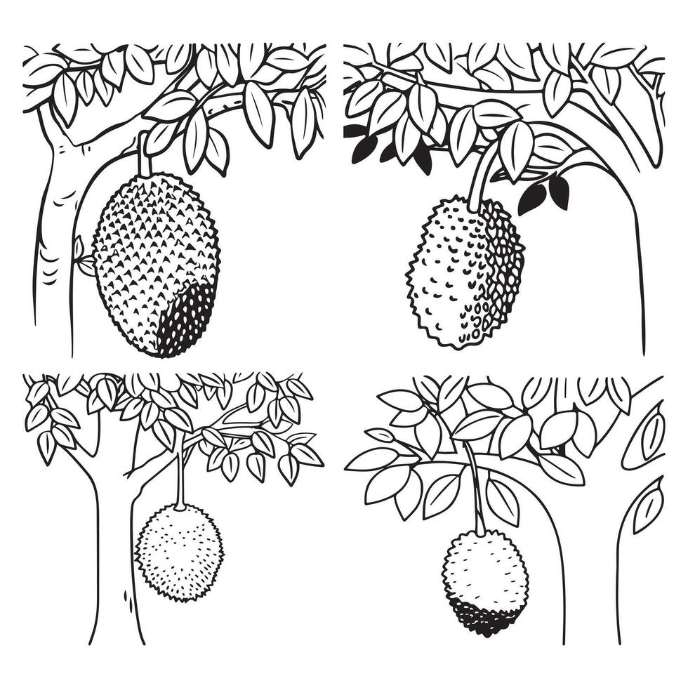 jackfruit on the jackfruit tree tropical fruit vector