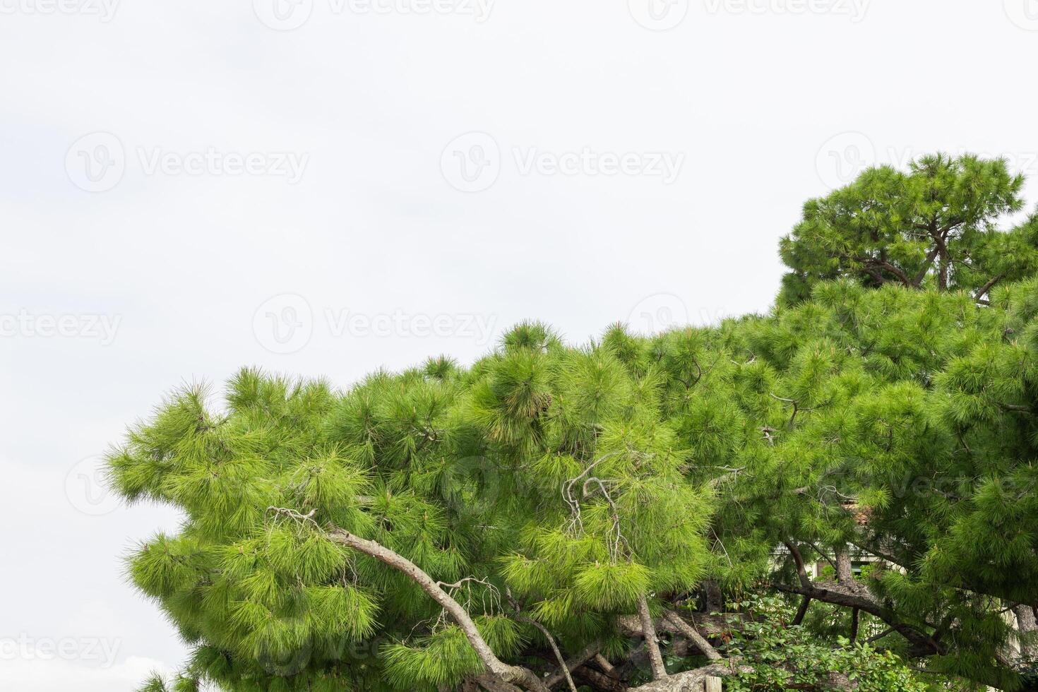 Dense Pine Tree Branches in Daylight photo