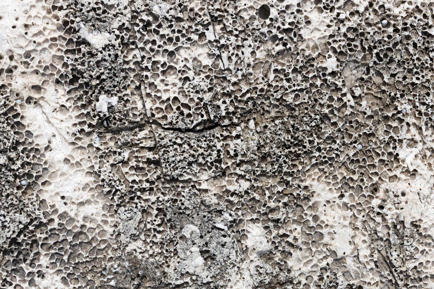 Weathered Fossil Limestone with Cracks and Pores photo