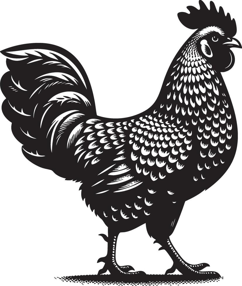 A black and white illustration depicts an isolated rooster, a farm animal and domestic poultry silhouette vector