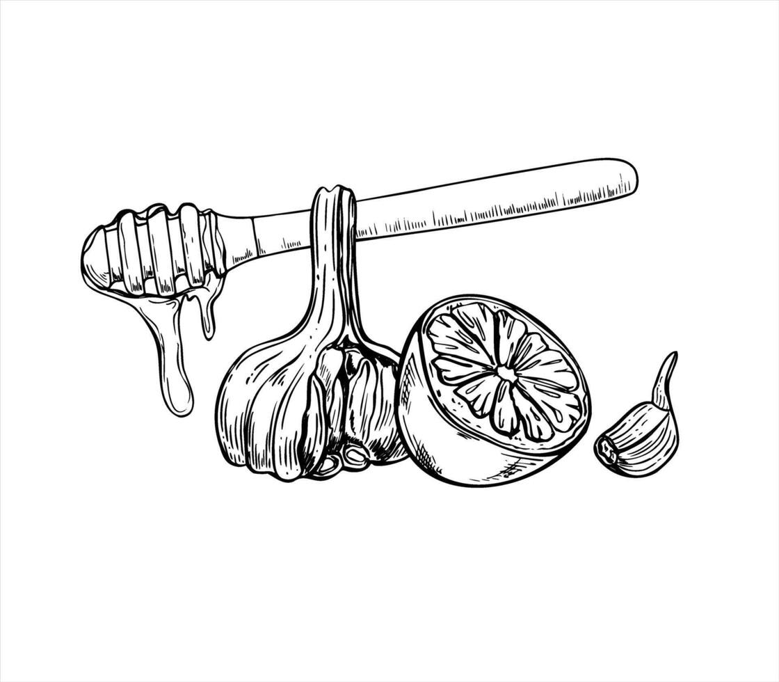 Honey traditional stick with syrup drip, garlic and citrus hand drawn illustration painted by black inks. Natural healthy products for antioxidant nutrition and strengthening the immune system vector