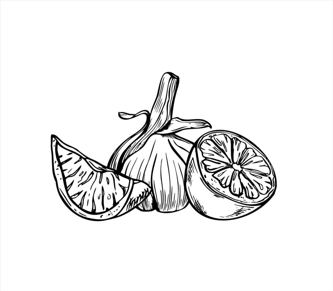 Monochrome whole garlic bulb and lemon slice line art black ink sketch. Healthy fruit and vegetable for cookbooks, health blogs, organic food packaging, or immunity boosting recipe design vector