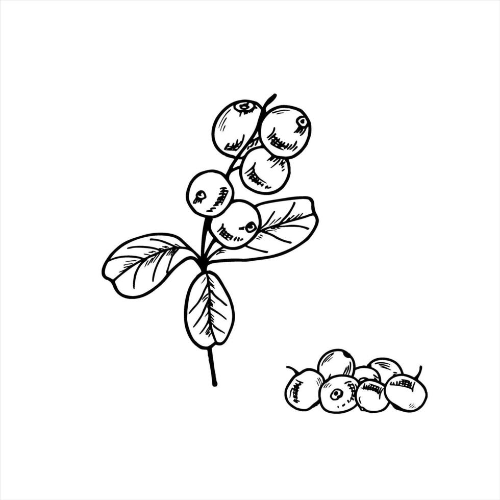 Cranberries on branches with leaves and single berries isolated illustration painted by black inks. Etching drawing of Nordic wild berries for eco friendly packaging, organic food branding. vector