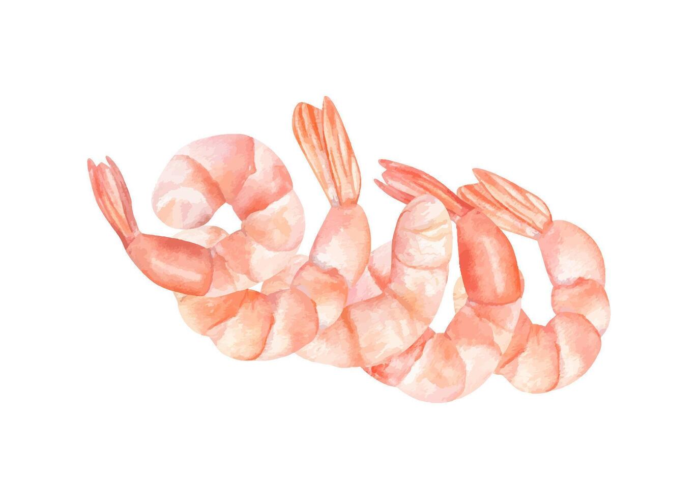 Pink peeled shrimps watercolor illustration clip art. Boiled cooked tiger prawns in realistic painting style. Mediterranean seafood cooking ingredient for menu, poke recipe design vector