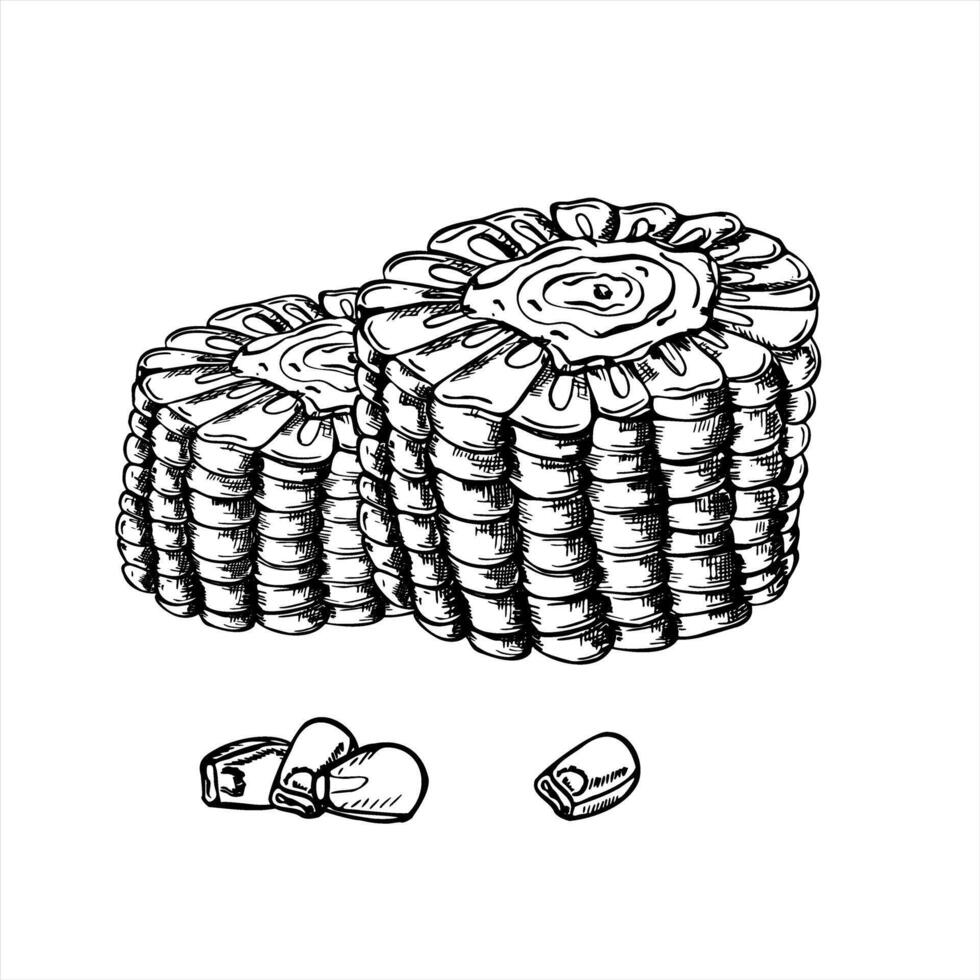 Corn cob segment isolated illustration painted by black inks. Round Mexican maize or corncob for cooking. Fresh vegetable etching drawing for farm to table branding, organic food packaging vector