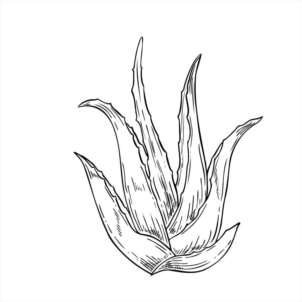 Monochrome aloe vera isolated illustration painted by black inks. Spiky cactus with vitamin rich leaves. Agave plant sketch for skin care branding, cosmetology, cosmetic products vector