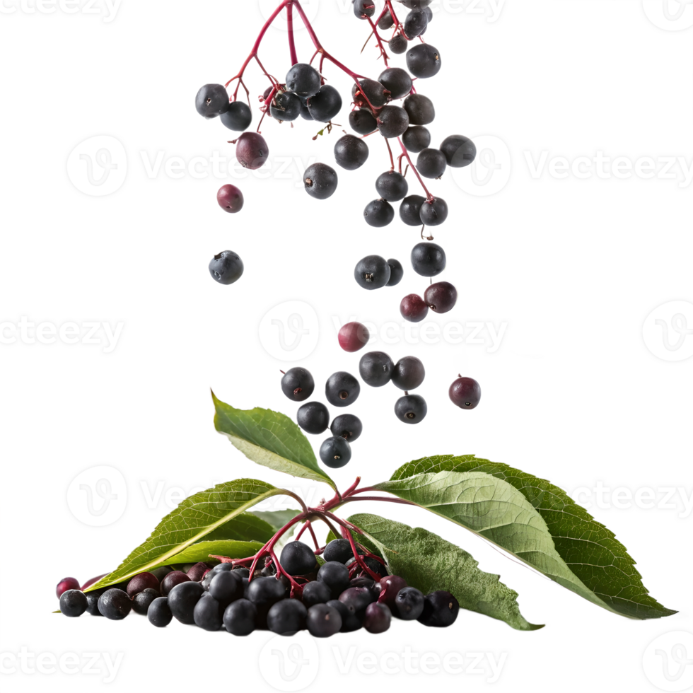 Falling Elderberries on Transparent Background png