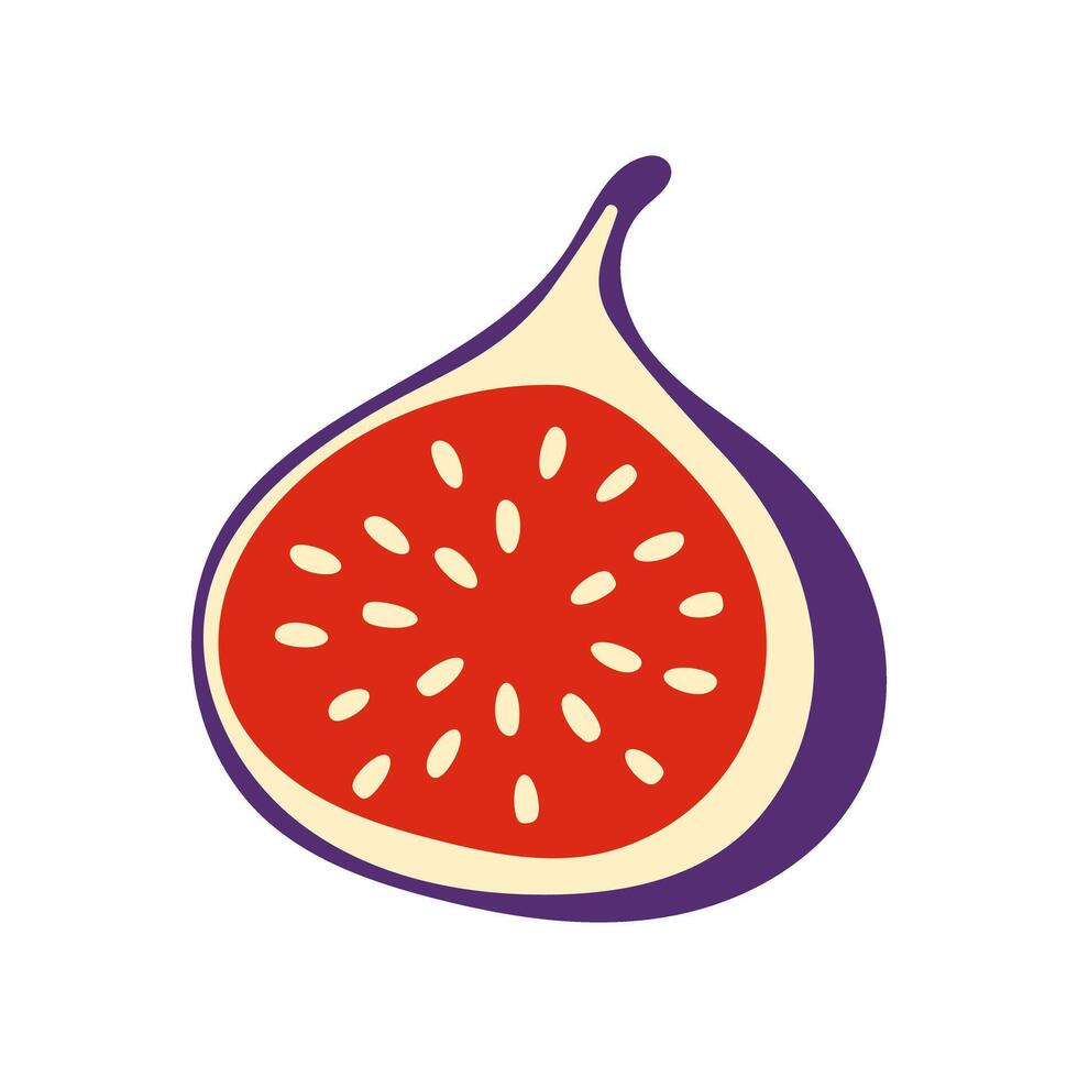 A red and purple fruit with a green stem. The fruit is cut in half and has a lot of seeds vector
