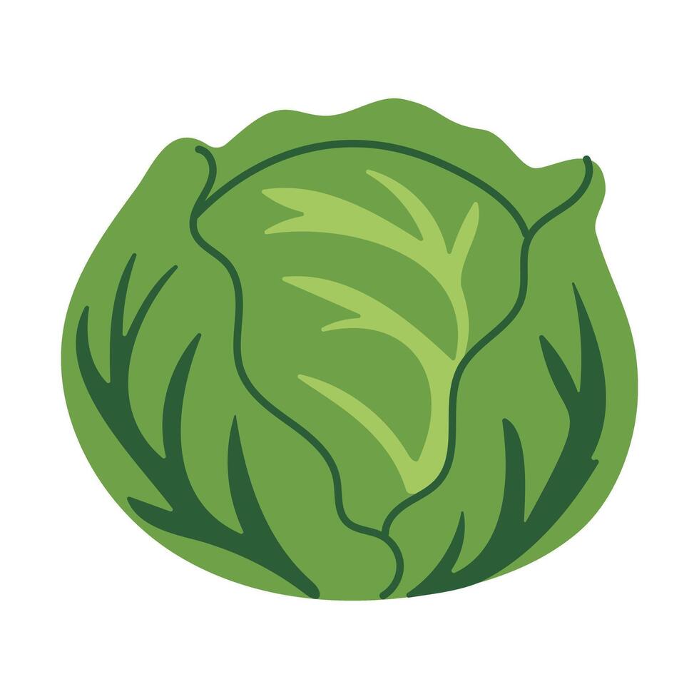 A green cabbage is shown in the image. The cabbage is the main focus of the image and is surrounded by a white background. The image has a simple and clean look vector