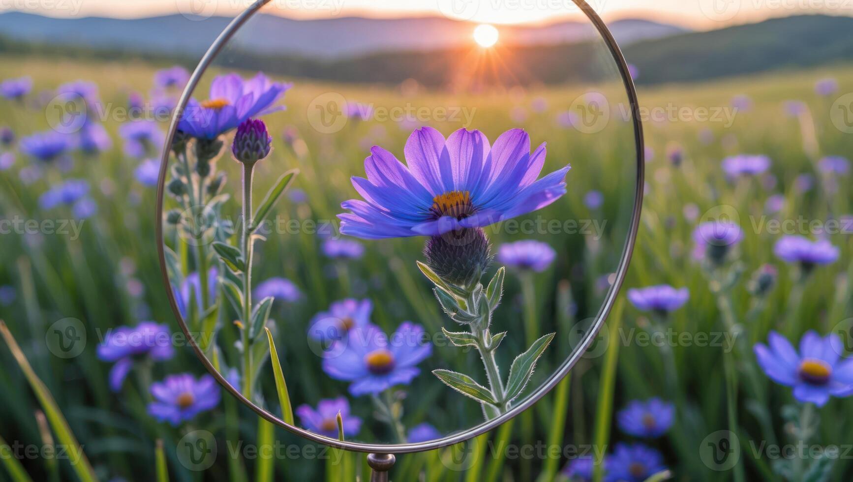 Purple Flower Field Captured Through a Circular Frame at Sunset photo