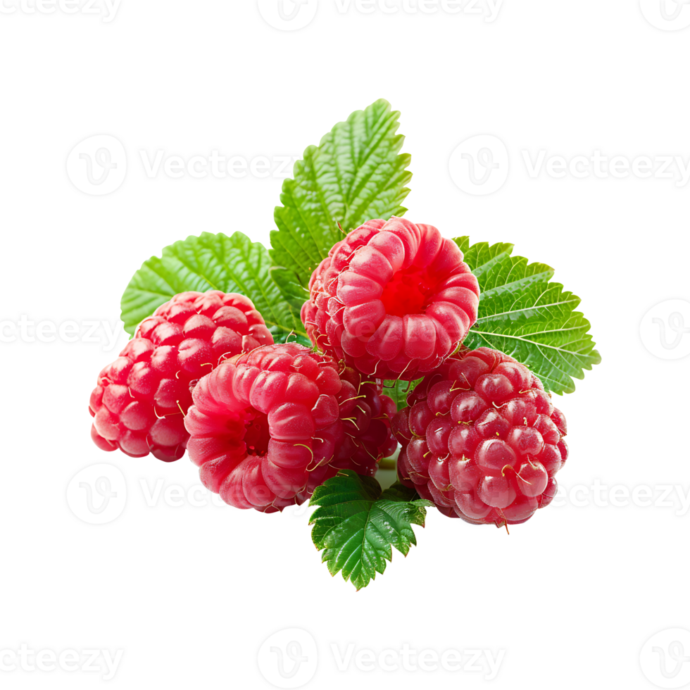 Some fresh raspberries, isolated on a transparent background png