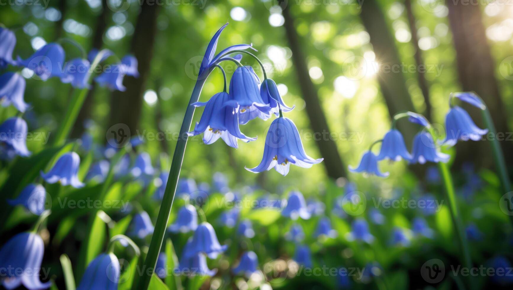 Blooming Bluebell Flowers in a Forest with Sunlight Streaming Through Trees photo