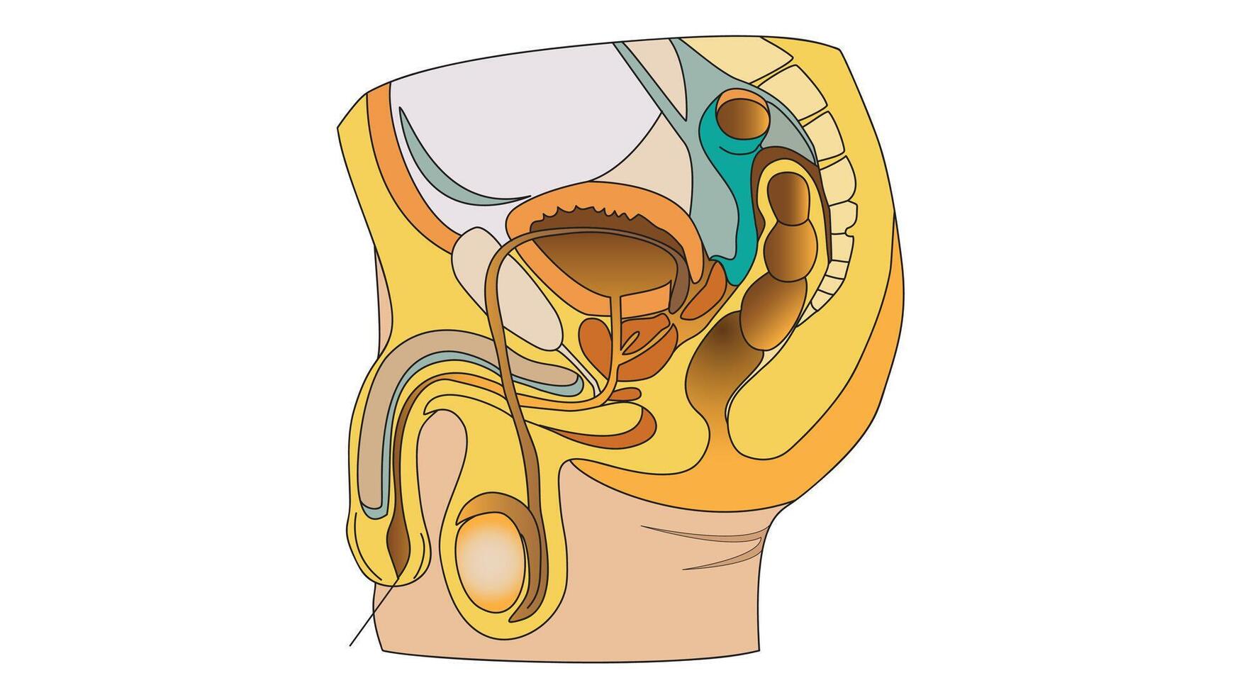 Detailed illustration of the human urinary and reproductive systems combined, showing key internal organs and structures in both systems for educational and anatomical reference vector