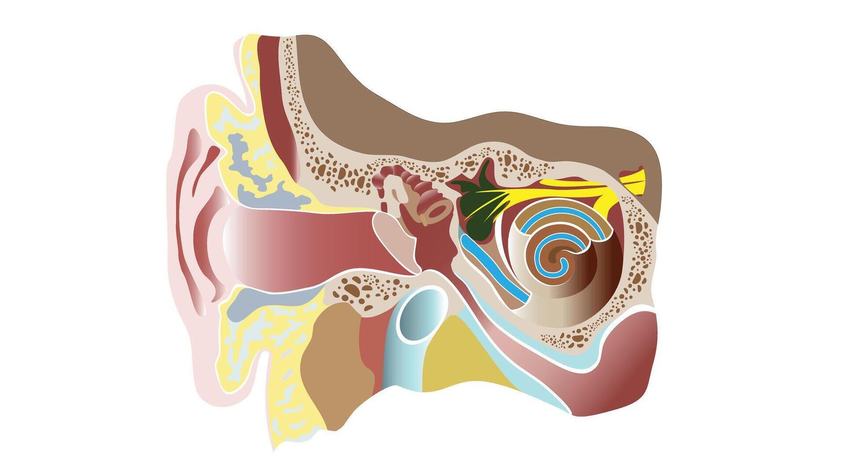 Educational illustration of the human ear anatomy showing the outer, middle, and inner ear structures including the eardrum, cochlea, and auditory canal for scientific and medical reference vector
