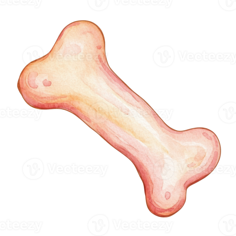 Isolated watercolor bone on transparent background. png