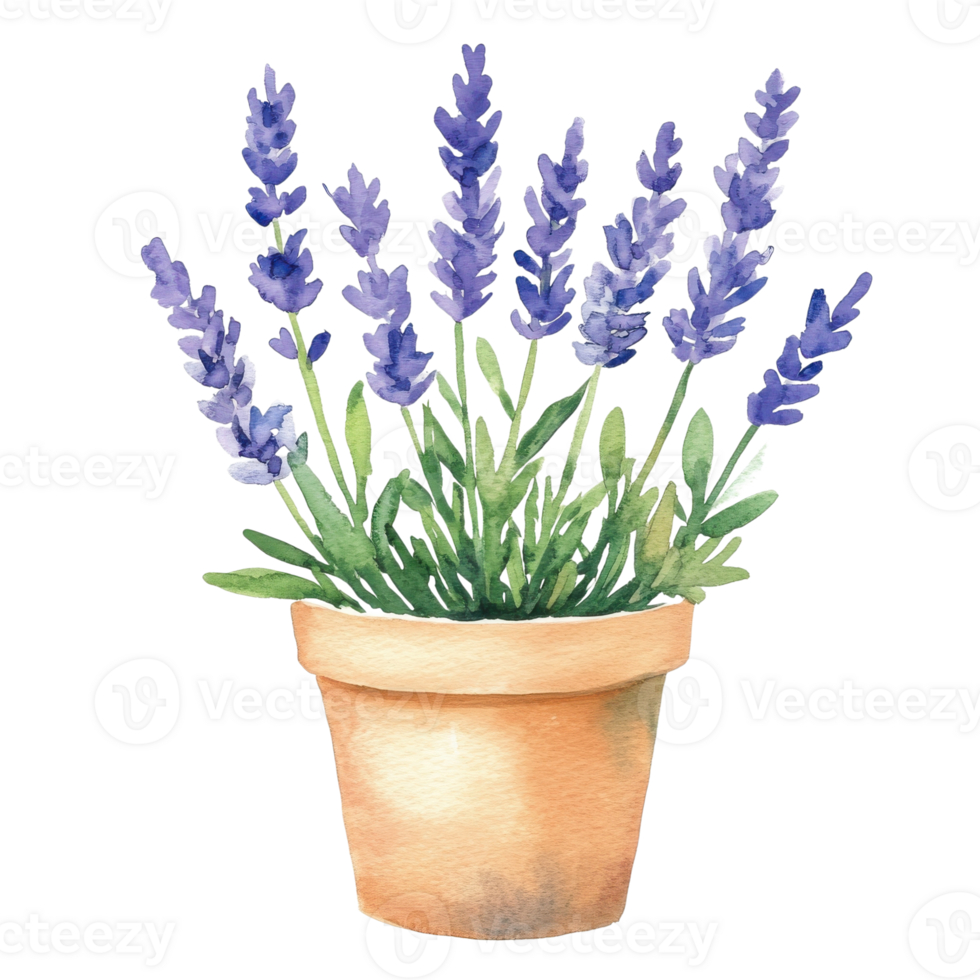 Lavender in a clay pot on transparent background. png