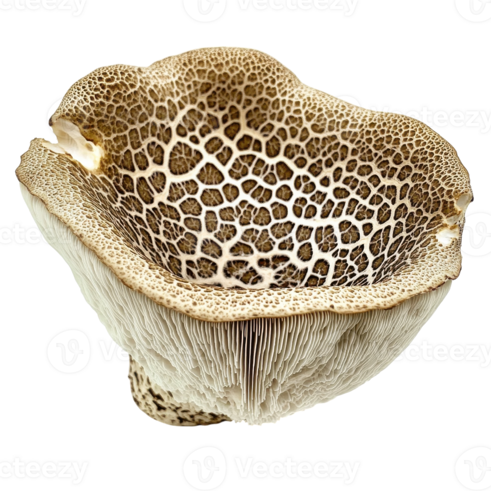 Mushroom close up view on transparent background. png