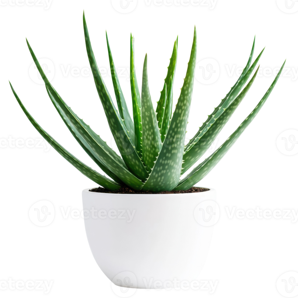 Aloe vera plant in pot on transparent background png