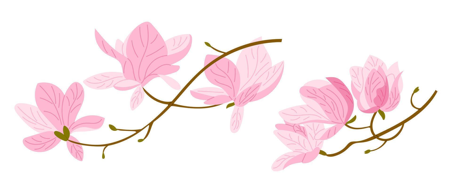 Hand drawn illustration of magnolia branches with soft pink blossoms and delicate curves. This image evokes the concept of elegance, spring bloom and natural beauty vector